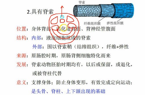 金石为开生物竞赛教授视频课（21.3G高清视频）