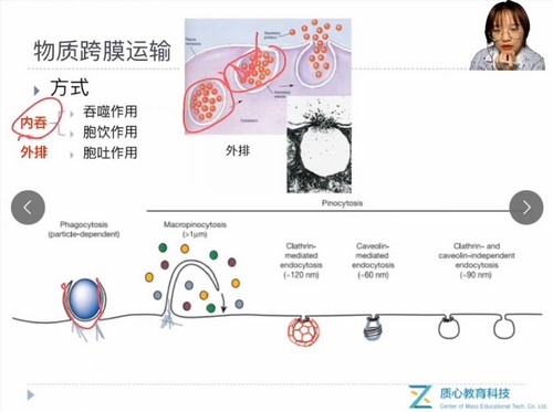 质心教育2020细胞生物学暑期班段段老师