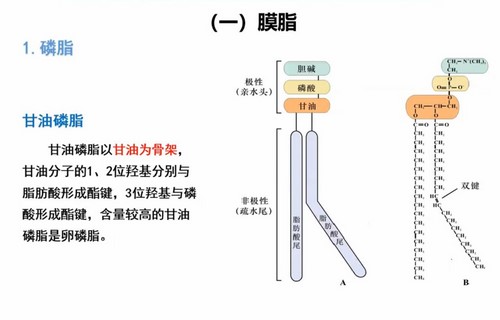 汇智2022寒假生物竞赛C1-1基础课（长沙）（10.8G高清视频）