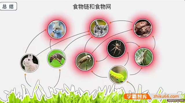 【乐乐课堂】生物大百科全191集动画视频课程-小学综合-第1张