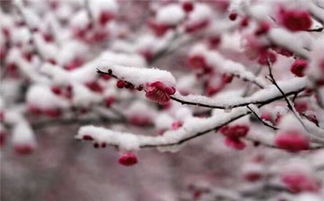 下雪的说说心情短语幽默(疫情下雪的说说心情短语)